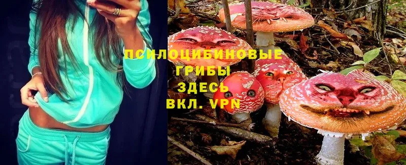 площадка наркотические препараты  Белёв  Псилоцибиновые грибы MAGIC MUSHROOMS 